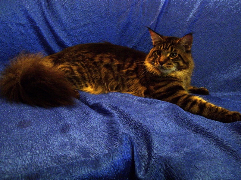 Agent 007 Krasnyi Dar - Adult maine-coon 10 months 2.5 weeks