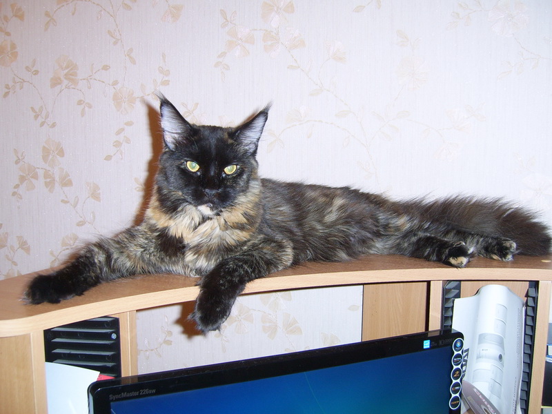 Adams Martisha Sudjuk Kale - Взрослый мейн-кун 10 месяцев 4 недели