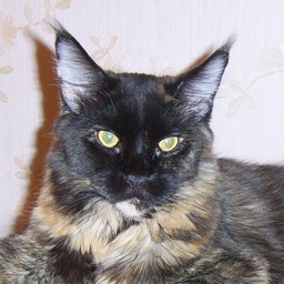 Adams Martisha Sudjuk Kale