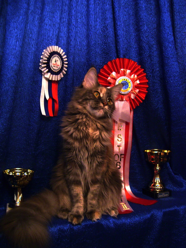 Top Coon Malena - Junior maine-coon 8 months 0.5 weeks