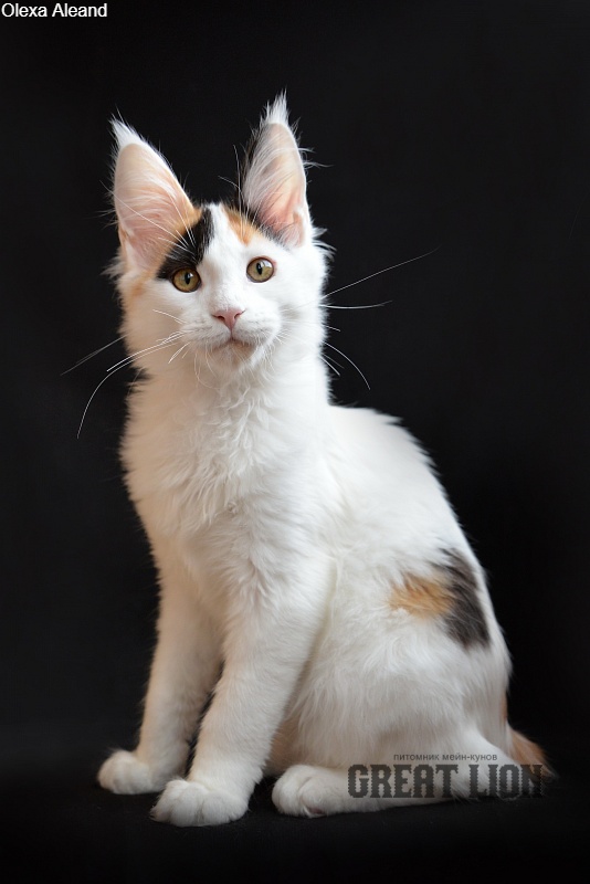 Olexa Aleand - Kitten maine-coon 3 months 2.5 weeks