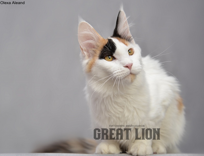 Olexa Aleand - Kitten maine-coon 6 months