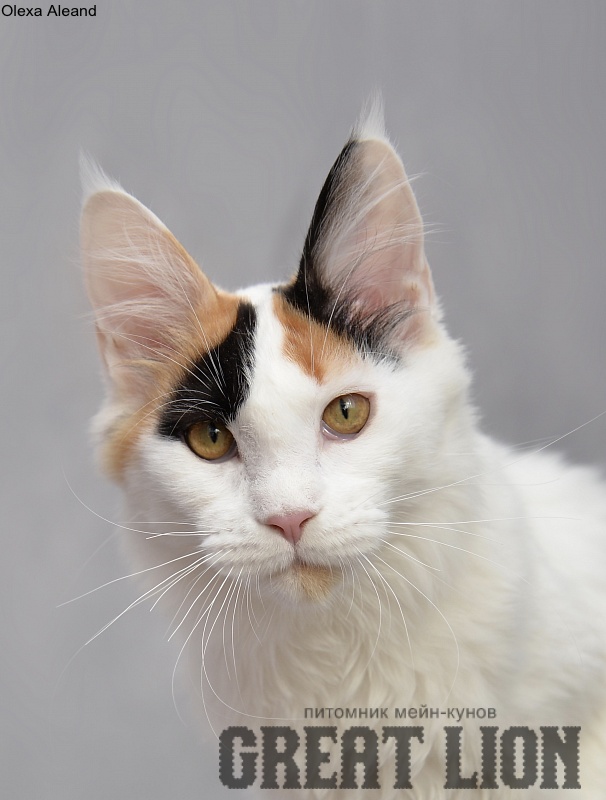 Olexa Aleand - Kitten maine-coon 6 months