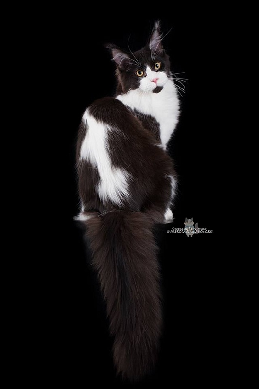 Honeydevil Nikko - maine-coon