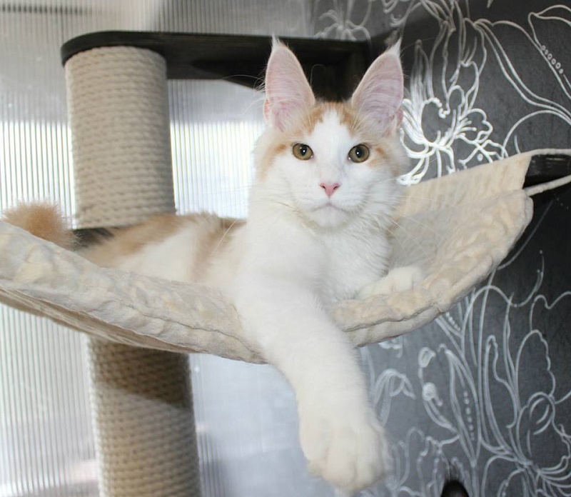 Respectcoon Cloe - maine-coon