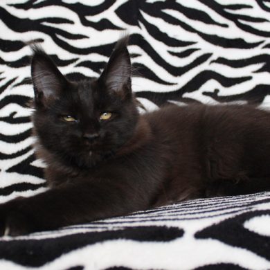 Honeydevil Queen Of Night - maine-coon