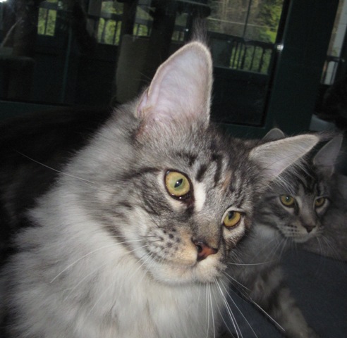 Wistariantale Venus - Kitten maine-coon 6 months 3 weeks