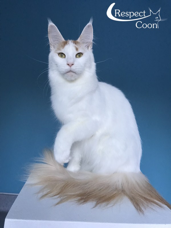 Respectcoon Picolina - Adult maine-coon 1 year 6 months 2 weeks