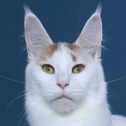 Respectcoon Picolina