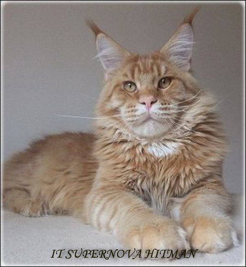Supernova Hitman - maine-coon