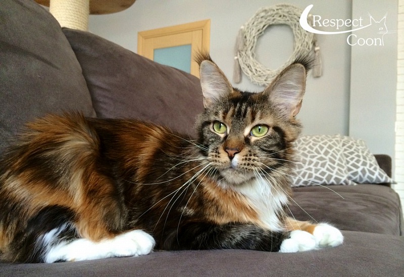 Langstteich's Sweet Kismet - maine-coon