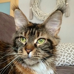 Langstteich's Sweet Kismet