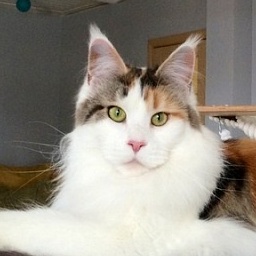 Respectcoon Avalanche